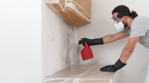 Professional Bathroom Mold Removal technician working in Wellington, CO