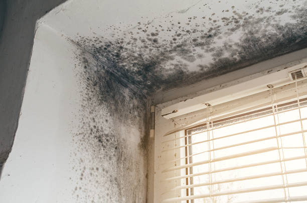 Trusted Bathroom Mold Removal service in Wellington, CO - Cheap Mold Removal