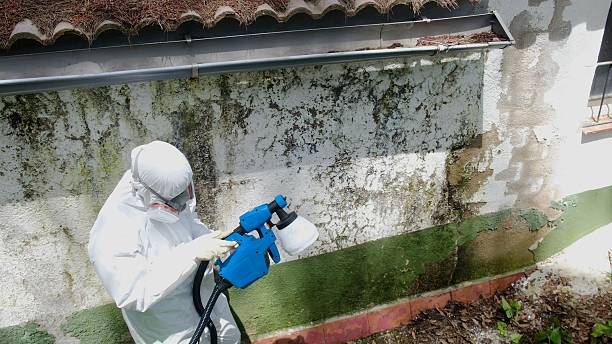 Trusted Mold Removal service in Wellington, CO - Cheap Mold Removal